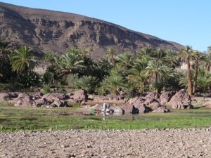 Oasis et désert marocain