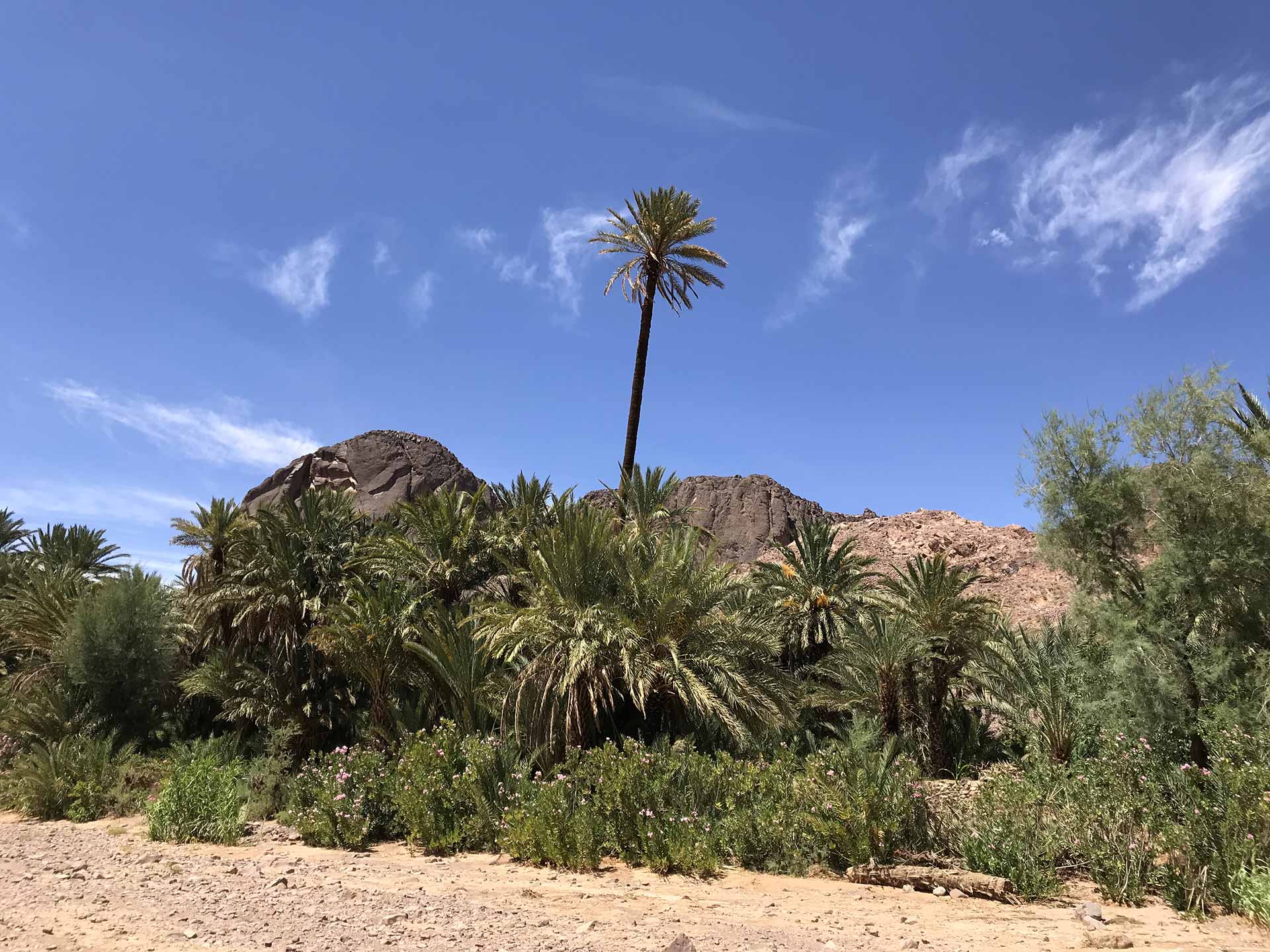 Oasis et désert marocain